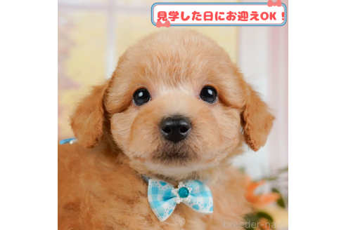 成約済の神奈川県のトイプードル-373806の1枚目